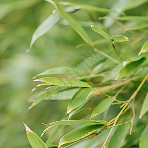 树上的竹背景鲜叶作为自然生态学和环境概念世界热带植物花园竹子生态生长气候天气植物学图片