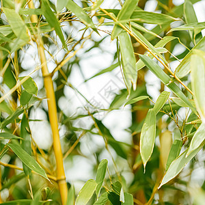 树上的竹背景鲜叶作为自然生态学和环境概念温泉土壤花园活力生态植物生长树叶生物森林图片