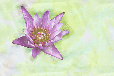 水彩荷花粉色莲花流情调植物群荷花紫色墙纸花瓣季节热带植物绘画背景