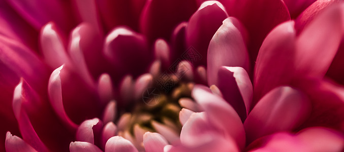 菊花花瓣盛开的红雏菊花瓣 抽象的花卉艺术背景 春天大自然中的花朵香水香味 婚礼 奢华美容品牌假日设计魅力雏菊推广植物菊花假期邀请函植物学背景