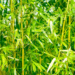 绿竹背景树上鲜叶作为自然生态与环境概念植物地球叶子树叶森林温泉活力世界热带竹子图片