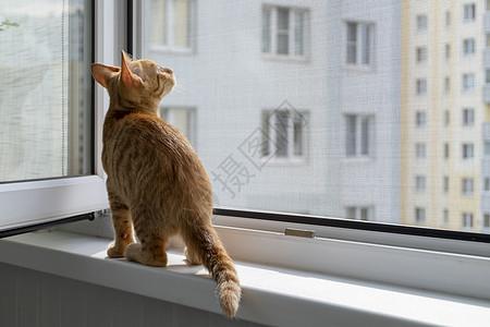 用保护性蚊子和防猫网在窗台上的枕头窗户爪子家畜焦虑房子猫咪蚊帐宠物虎斑昆虫图片