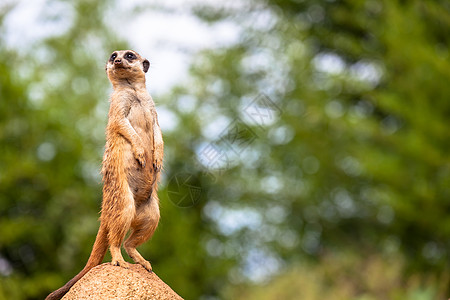 Meerkat监视和警惕 控制领土 警戒和保护该团体 7月1日安全警卫预防野生动物哺乳动物间谍服务警告防御危险图片