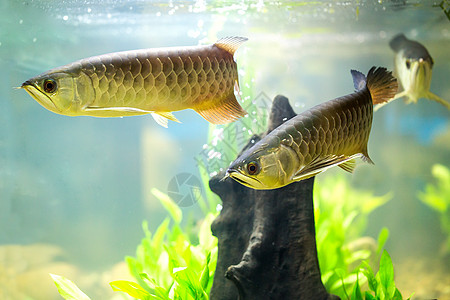 阿罗安娜亚洲龙鱼金子运动水族馆淡水动物风格生活野生动物装饰艺术图片