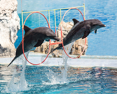 海豚在表演期间跳跃公园水池假期生活荒野生物微笑动物哺乳动物鲸鱼图片