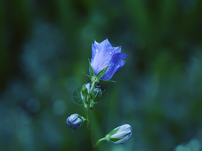 花园风铃花墨水季节紫色脆弱性花朵卡通片文化蓝色绘画生长图片