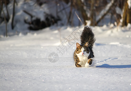 黑白猫在深雪中行走虎斑季节荒野尾巴动物猫咪新年哺乳动物毛皮耳朵图片