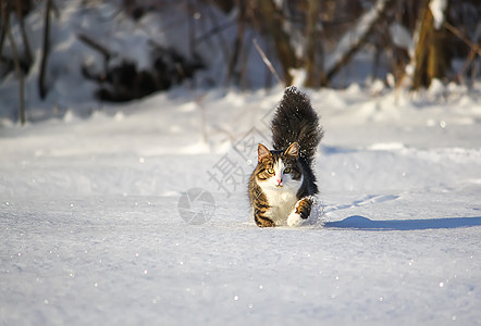 黑白猫在深雪中行走头发荒野猫咪小猫动物新年爪子短发虎斑季节图片