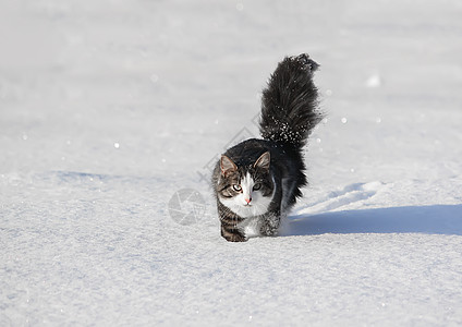 黑白猫在深雪中行走头发雪花冻结爪子蓝色猫科新年耳朵动物哺乳动物图片