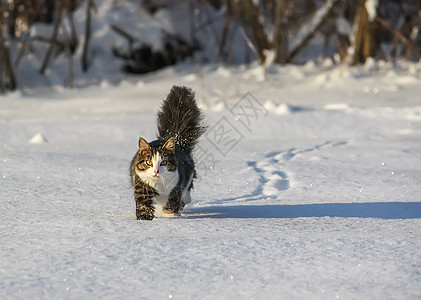 黑白猫在深雪中行走猫咪尾巴季节短发头发小猫家庭蓝色耳朵胡须图片