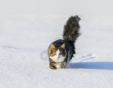 黑白猫在深雪中行走季节动物小猫新年耳朵爪子尾巴头发毛皮胡须图片