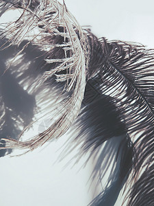 光背景上的乌厚羽毛和阴影倒钩动物鹅毛笔压痛鸽子白色空气收藏蓝色流动图片