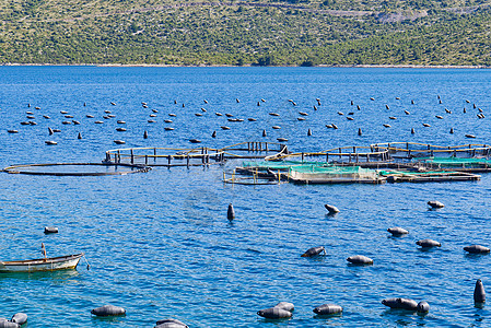 夏季在亚得里亚海的渔船农场种植 克罗地亚水产产业牡蛎生产养殖海景贝类钓鱼绳索大海图片