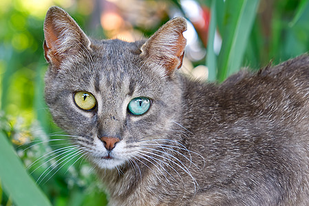 灰猫近距离贴近画像 其绿色草原背景有不同颜色的双眼胡须小猫动物公园花园虎斑草地宠物健康眼睛图片