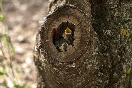 两只小鸟在树里筑巢鼻子生物野生动物动物生态小鸡叶子植物婴儿歌曲图片