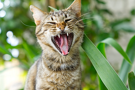 在绿草背景上贴近哈网猫的肖像 非小鼠猫猫科动物成人小猫公园草地健康花园浣熊猫咪胡须图片