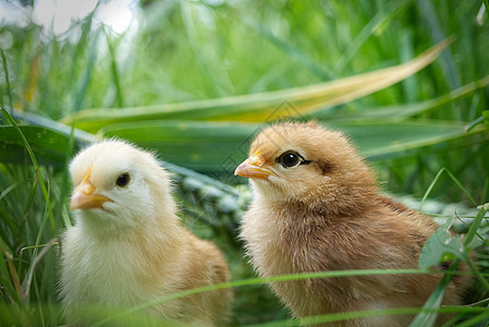 绿草中两个可爱的小小鸡图片