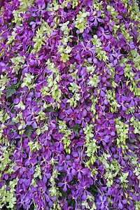 兰花有多种美丽的颜色植物群婚礼花园礼物热带花瓣植物花束生活花朵图片