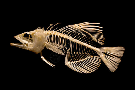 黑底鱼的骨骼图片