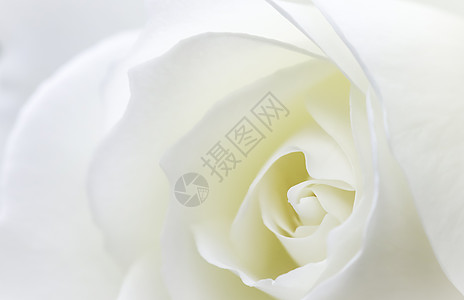 抽象花卉玫瑰花瓣 假日设计的宏花背景 柔焦植物太阳品牌宏观婚礼环境植物群阳光花朵情怀图片