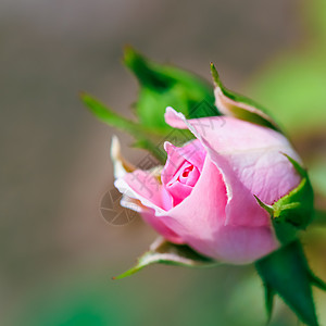 名片设计粉红玫瑰Bonika 花园里有花蕾 适合背景贺卡设计季节玫瑰生长园艺假期横幅庆典卡片植物学背景