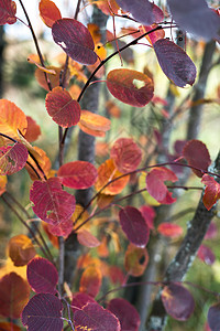 秋季色彩缤纷的树枝细节 许多干叶以不同的自然变化的暖秋色呈现 在乡村森林的户外清新秋季日图片