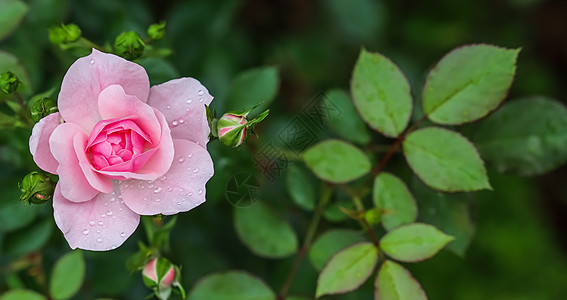 名片设计粉红玫瑰Bonika 花园里有花蕾 适合背景贺卡宏观衬套玫瑰植物学叶子庆典卡片园艺植物季节背景