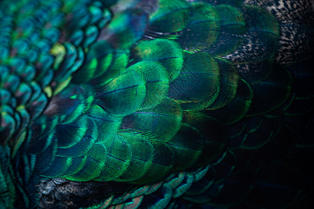 孔雀羽毛优雅抽象的高清图片