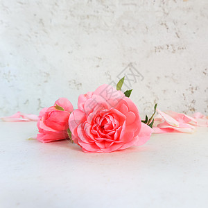 白色背景的粉红玫瑰和花瓣 适合本底贺卡和婚礼邀请函 生日 情人节 母亲节 请柬可以使用叶子礼物玫瑰植物群情怀植物衬套植物学季节卡图片