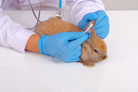 配有蓝手套的兽医利用棉芽检查和触摸兔子耳朵的损伤或伤疤图片