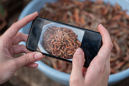 使用移动电话在麻卧里用移动电话拍摄虾子的人的作物手图片