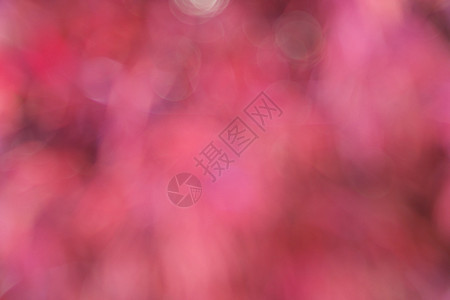 模糊抽象和背景叶子艺术红色季节绿色晴天圆圈森林阳光粉色图片