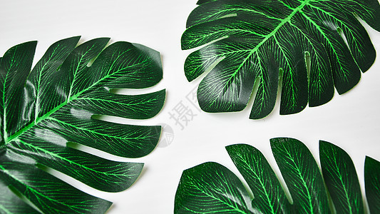 白色背景上的绿色新鲜龟背竹叶 热带计划图片