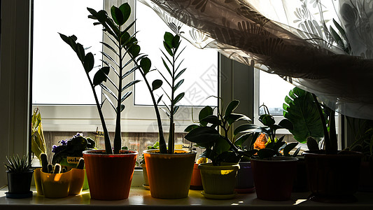家里窗户附近有不同的绿色盆栽植物 窗台 呆在家里 育苗 盆花 在家养花 窗上花盆里的绿花草本植物植物学日光阳光生长植物群叶子房子图片