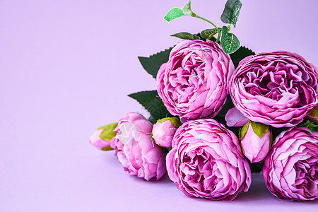 粉红色背景上的牡丹 复制空间 横幅 婚礼假期的概念 美丽的粉红色牡丹 花卉组成 问候卡花园季节植物植物群艺术明信片紫色花瓣墙纸花图片