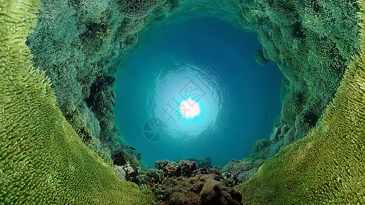 珊瑚礁和热带鱼类 菲律宾风景旅游海景珊瑚场景野生动物动物浮潜景观潜水图片