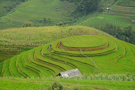 vietnam水稻梯田阳台地面种植园农场土壤生态植物土地场地旅行图片