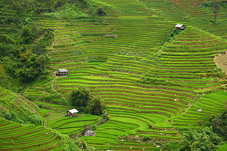 纳帕谷大米梯田曲线植物地球场地地面生态土壤阳台绿色农场背景