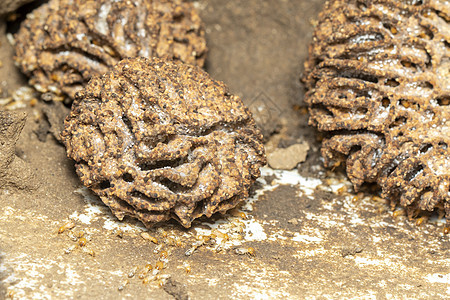 白蚁巢和小白蚁的图像 昆虫 动物热带损害团体害虫宏观工人殖民地蚂蚁土壤木材图片