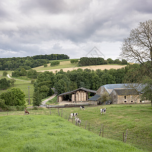 法兰西Charleville附近法国Ardennes的旧农场附近的黑奶和白奶牛土地草地天气房子森林场地远足农田风景农业图片