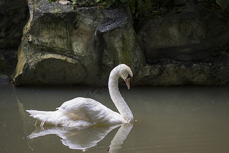 白天鹅在水上的照片 野生动物游泳波纹翅膀反射羽毛场景镜子蓝色池塘脖子图片