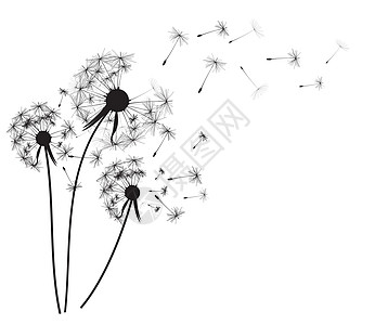 摘要 dandelion 背景矢量插图力量音乐艺术绘画种子植物电脑天空场景植物学图片