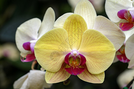花园中美丽的黄色兰花的图像 笑声情调花瓣植物花朵花束热带温泉紫色植物学异国图片