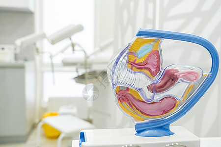 女性生殖器官解剖模型上子宫输卵管和卵巢的解剖图片