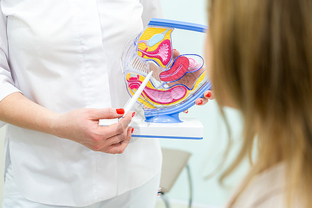 使用子宫解剖模型的妇科医生咨询病人外科疾病输卵管管子怀孕不育症医生激素女性科学背景图片