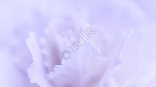 抽象花卉紫罗兰色康乃馨花 假日品牌设计的宏花背景花瓣宏观季节假期环境艺术植物风格紫色卡片图片