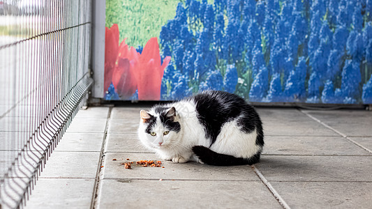 黑白流浪猫在人行道上吃食物动物生存荒野饥饿寂寞胡同猫科动物头发流浪宠物图片