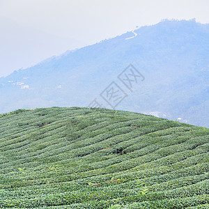 美丽的绿茶作物花园排成一排 蓝天白云 鲜茶产品背景的设计理念 复制空间天空种植园风景农业爬坡生长蓝色天线农场场地图片
