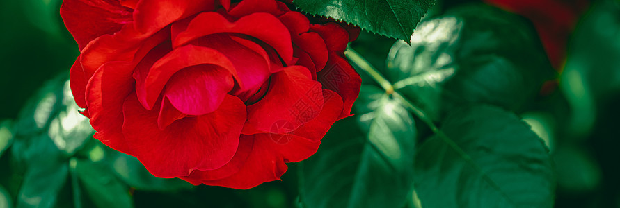 美丽的花朵花园中的红玫瑰 作为花卉背景风格母亲花圈花园假期礼物卡片艺术装饰玫瑰图片