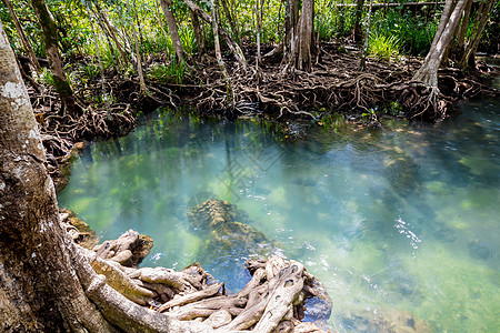 泰国沼泽林和流动水中的热带树根或Tha pom红树林森林养护植物海滩公园海岸溪流沼泽旅行树干图片